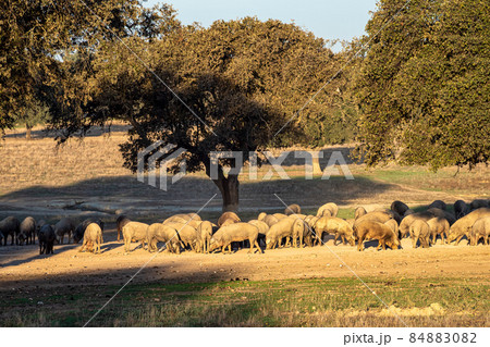 Iberian pigs, Pata Negra grazing in Extremadura landscape near Trujillo in Spain Iberian pigs, Pata Negra grazing in Extremadura landscape near Trujillo in Spain 84883082