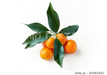 葉付き金柑 白バック 白背景 葉付き金柑 白バック 白背景 84883602