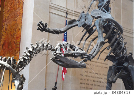 恐竜 美術館 博物館 B 84884313