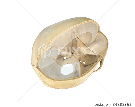 Human skull transversal cross-section view. On white background. 3d rendering. falx cerebri Human skull transversal cross-section view. On white background. 3d rendering. falx cerebri 84885362