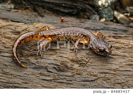 Closeup on a subadult painted Ensatina eschscholtzii picta from Coastal North California on a piece of wood 84885437