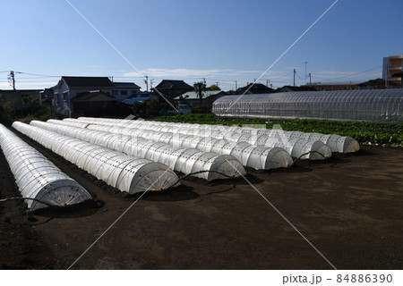 野菜露地栽培のトンネルシート 84886390