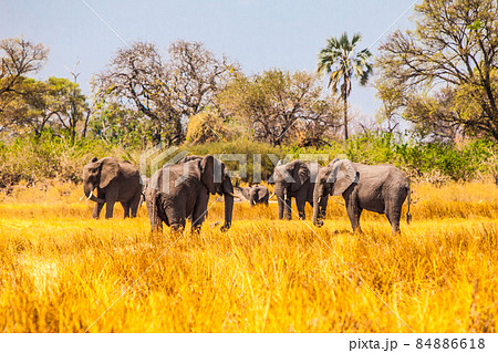 Herd of african elephants in grassland 84886618