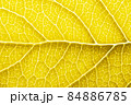 Yellow leaf macro backgroud texture close up 84886785