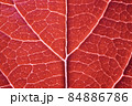 Red leaf macro backgroud texture close up 84886786