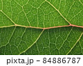 Green leaf macro backgroud texture close up 84886787