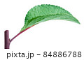 Plum leaf with stick isolated on white 84886788