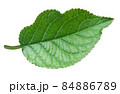 Apple green leaf isolated on white background 84886789