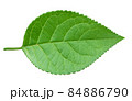 Apple green leaf isolated on white background 84886790