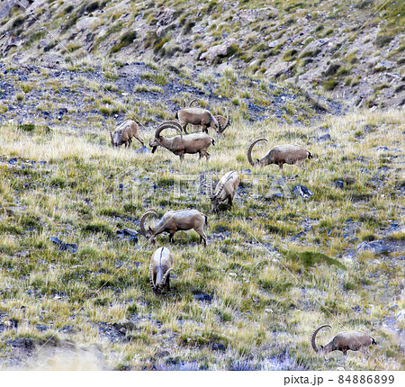 Wild ibex graze in  secret pasture among the rocks. 84886899