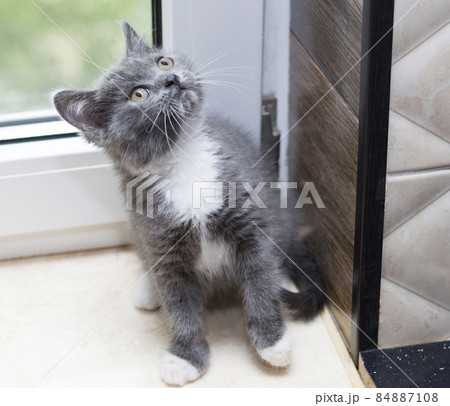 scottish bicolor grey kitten by the window scottish bicolor grey kitten by the window 84887108