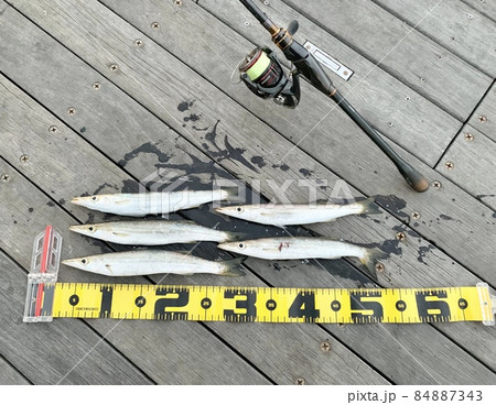 カマスのルアーフィッシング ルアー釣り タックル リール ロッド 84887343