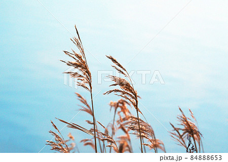 冬の水辺 冬の水辺 84888653