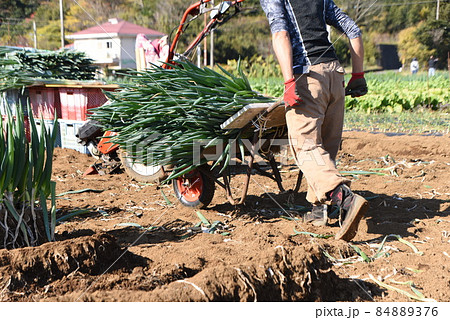 農作業風景・ナガネギの収穫作業 84889376