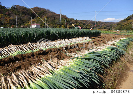 農作業風景・ナガネギの収穫作業 84889378