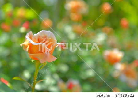 オレンジ色のバラ 84889522