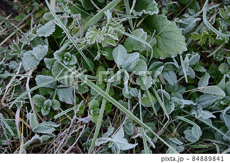 湿原の植物　初冬、霜のついた草　伊豆沼　蕪栗沼 84889841