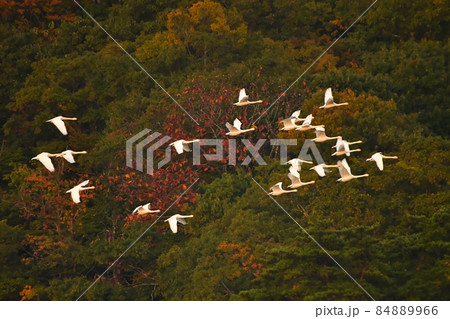 大山下池の白鳥 大山下池の白鳥 84889966