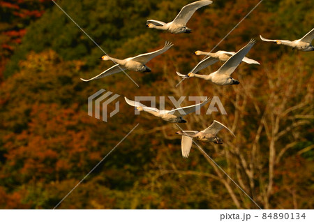 大山下池の白鳥 大山下池の白鳥 84890134