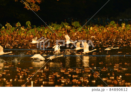 大山下池の白鳥 大山下池の白鳥 84890612