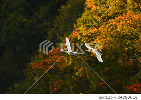 大山下池の白鳥 大山下池の白鳥 84890618