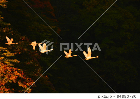 大山下池の白鳥 84890730