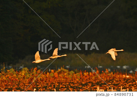 大山下池の白鳥 84890731