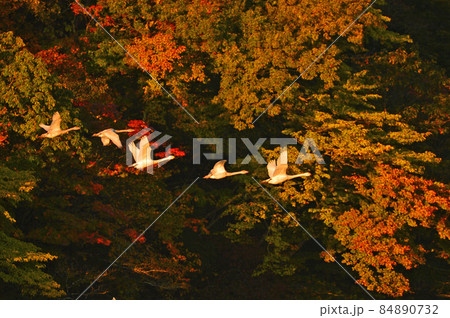 大山下池の白鳥 84890732