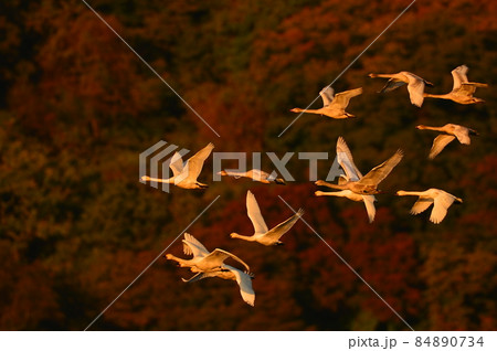 大山下池の白鳥 84890734