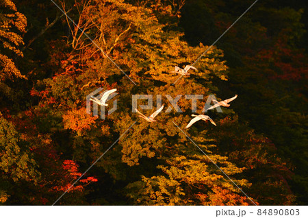 大山下池の白鳥 大山下池の白鳥 84890803