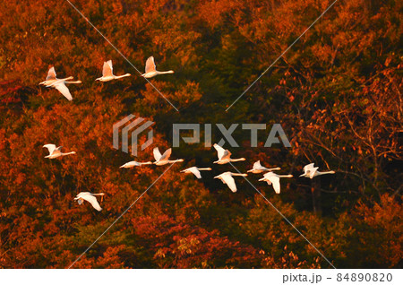 大山下池の白鳥 84890820