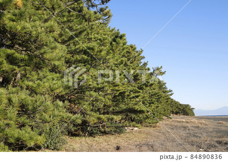 三保の松原 84890836