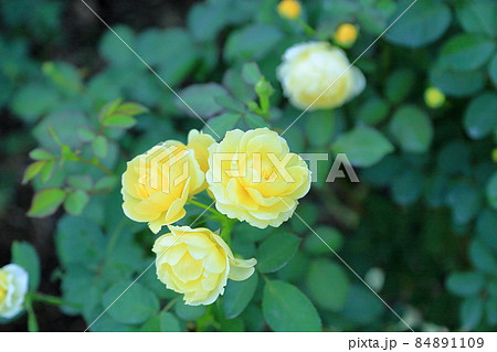 バラの花 ゴールデンボーダー バラの花 ゴールデンボーダー 84891109