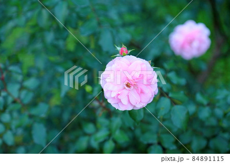 バラの花 ボニカ82 バラの花 ボニカ82 84891115