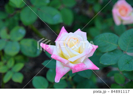 バラの花 ダイアナプリンセスオブウエールズ バラの花 ダイアナプリンセスオブウエールズ 84891117