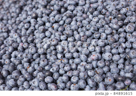 ripe berries blueberries texture background ripe berries blueberries texture background 84891615