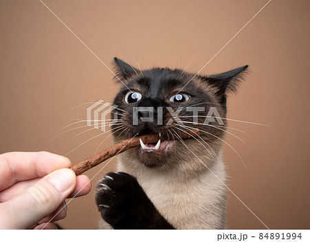 hand feeding hungry seal point siamese cat with treats stick hand feeding hungry seal point siamese cat with treats stick 84891994