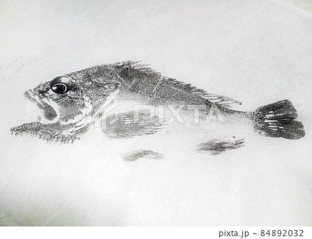 カサゴの魚拓 カサゴの魚拓 84892032