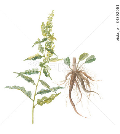 ギシギシ 羊蹄 花と根のイラスト素材 8461
