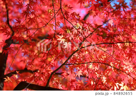 埼玉県比企郡嵐山町鎌形　嵐山渓谷の逆光の紅葉したもみじ 84892655