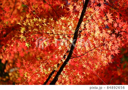 埼玉県比企郡嵐山町鎌形 嵐山渓谷の逆光の紅葉したもみじ 埼玉県比企郡嵐山町鎌形 嵐山渓谷の逆光の紅葉したもみじ 84892656