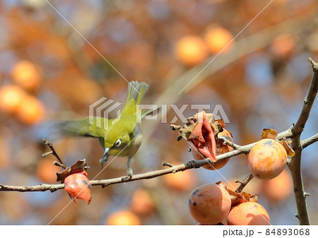 残り柿・メジロ04 84893068