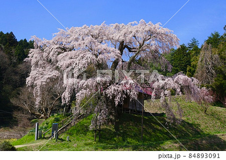 上石の不動桜(福島県・郡山市) 上石の不動桜(福島県・郡山市) 84893091