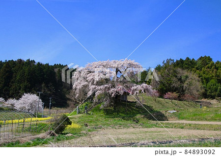 上石の不動桜(福島県・郡山市) 上石の不動桜(福島県・郡山市) 84893092