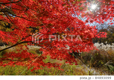埼玉県比企郡嵐山町鎌形 嵐山渓谷の逆光の紅葉したもみじとすすきの群生 埼玉県比企郡嵐山町鎌形 嵐山渓谷の逆光の紅葉したもみじとすすきの群生 84893099