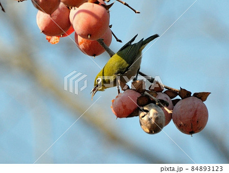 残り柿・メジロ13 84893123