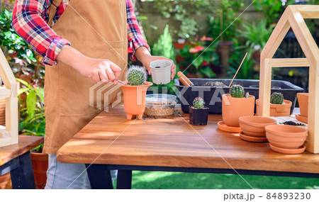 Planting cactus and growing tree. Home gardening and recreation activity at botanic garden. Planting cactus and growing tree. Home gardening and recreation activity at botanic garden. 84893230
