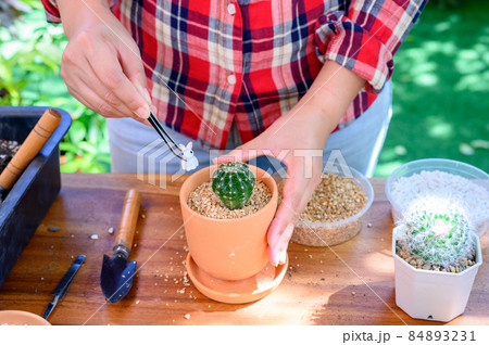 Planting cactus and growing tree. Home gardening and recreation activity at botanic garden. 84893231