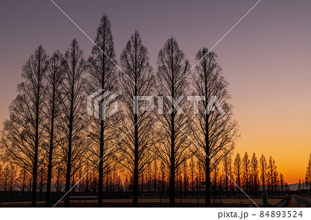「埼玉県」荒川河川敷から望む美しい夕景 84893524