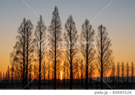 「埼玉県」荒川河川敷から望む美しい夕景 84893526